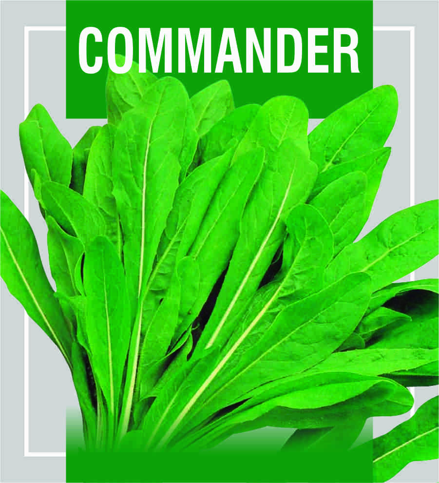 Chicory Commander